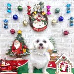 マルチーズ　ちのくん