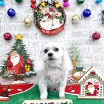 マルチーズ　ぺこくん