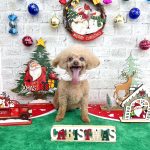 トイプードル　COCOちゃん