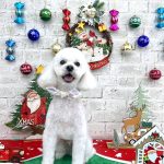 トイプードル　くぅくん