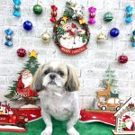 シーズー　クーくん