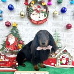 ダックスフンド　ニコちゃん