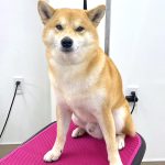 柴犬　happyくん