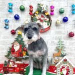 ミニュチュアシュナウザー　うめちゃん