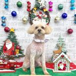 トイプードル　モコちゃん