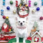 チワワ　こむぎちゃん