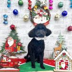 トイプードル　とわくん