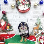 チワワ　潮音（シオン）ちゃん