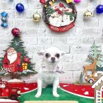 チワワ　空（くぅ）ちゃん