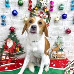 ビーグル　ボタンくん