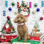 トイプードル　リリィちゃん