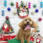 トイプードル　ラティちゃん