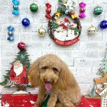 トイプードル　モコちゃん