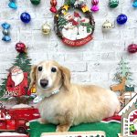 ダックスフンド　ボビーくん