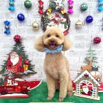 トイプードル　ココくん