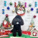 トイプードル　カントくん