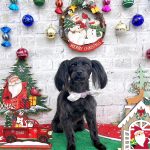 ヨーキー＆プードル　ルナちゃん