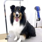 シェルテイー　和三盆ちゃん