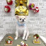 初めてご来店　チワワ　くうくん