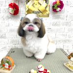 シーズー　マフィンちゃん