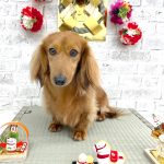 ミニュチュアダックス　チョコくん