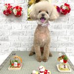 トイプードル　らむちゃん