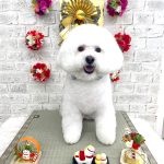 ビションフリーゼ　ラデュレくん