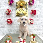 マルプー　ココちゃん