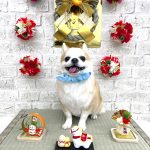 チワワ　隆二くん　シルクパック