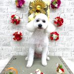 トイプードル　いぶくん