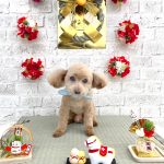 トイプードル　のあくん