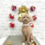 トイプードル　華ちゃん　ハーブパック