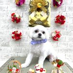 チワワｘマルチーズ　ポルンくん