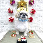 シーズーｘペキニーズ　　テヤンくん　泥パック