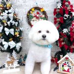 ビションフリーゼ　ラデュレくん