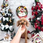 トイプードル　ロピくん