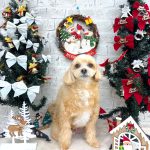 マルプー　むぎくん