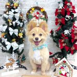 ポメラニアンXパピヨン　桃之介くん