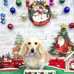 カニンヘンダックス　くうちゃん　シルクパック