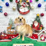 チワックス　みくちゃん　シルクパック