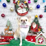 チワワ　のんちゃん　シルクパック