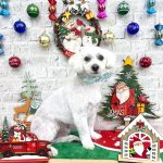 マルプー　コムギくん