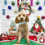 トイプードル　ソースケくん