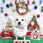 コーギーｘチワワ　もねちゃん　シルクパック