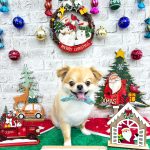 チワワ　まおくん　シルクパック