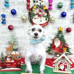 マルチーズ　ジャックくん