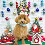 マルプー　てんくん（羊カット）