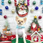 ポメラニアン　豆継くん