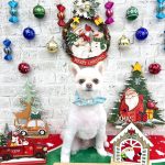 ポメラニアン　こまめくん