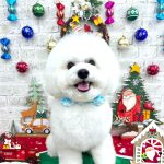 ビションフリーゼ　わさびくん